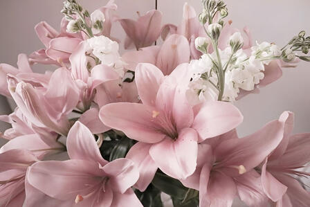 pink liliess